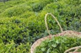 ۲۳ هزار تن برگ سبز چای در کشور خریداری شد