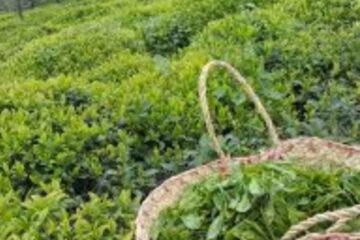 ۲۳ هزار تن برگ سبز چای در کشور خریداری شد