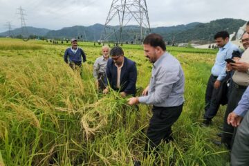 آغاز برداشت برنج در شهرستان لنگرود / ۸۰ درصد سطح زیر کشت، برنج هاشمی است